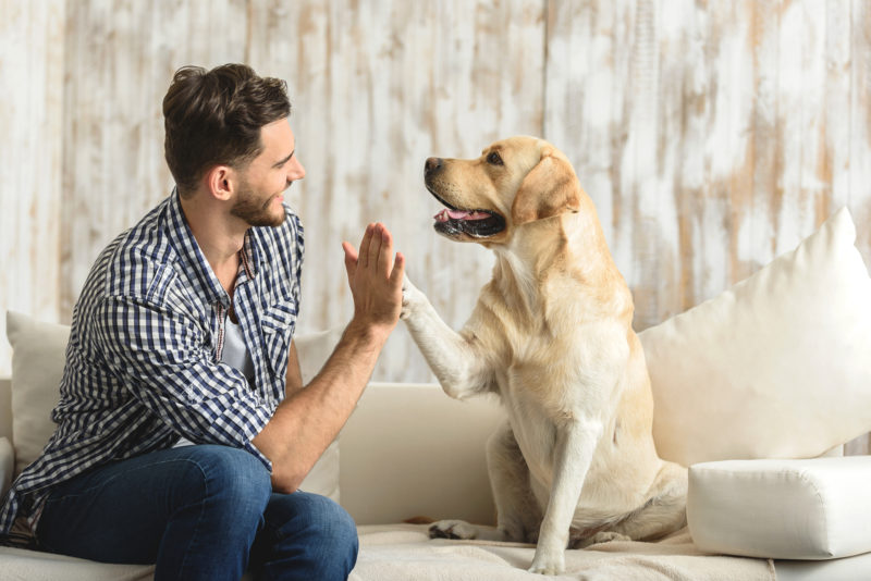Top Ways to Reduce Pet Allergy Symptoms